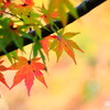 紅葉を観に行こうよう。。。