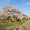 千鳥川の桜並木ー３日の夕方
