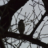 早朝探鳥・井の頭公園の野鳥/2019-1-21