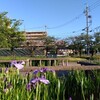 佐屋川創郷公園@愛知県蟹江町のハナショウブを見てきた