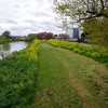 元荒川土手の春の植物