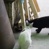 さぁ～て子猫の居る工場！！