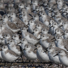 2019年11月4日の鳥撮り(1/2)-外房