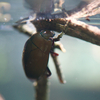 ガムシ Hydrophilus acuminatus