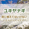 ユキヤナギを庭に植えてはいけないといわれるのはなぜ？具体的な理由と危惧される問題点