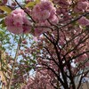 八重桜🌸