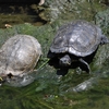 木津用水と近所の公園