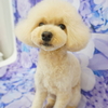 トイプードルのそらちゃん