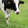 milk にはゲスな意味があった！ネイティブが使う milk の使い方。