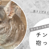 チンチラを抱っこできないときの対処法｜抱き上げるコツも紹介