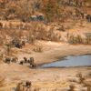 Botswana, country with most elephants, lifts ban on hunting