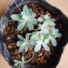 🌵多肉植物　植え替え 子持ち蓮華 他🌵