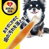 愛犬の歯磨き嫌いを克服！ハーツ デンタルトイ ボーンで楽しくデンタルケア習慣