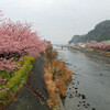 今が見ごろの河津桜