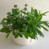 ホーリーバジルと謎の香草