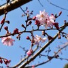 「佐久の季節便り」、「十月桜（じゅうがつざくら）」が開花、「おうち・お花見」…。