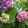 今月のお題『幸せな孤独な薔薇、終演。』