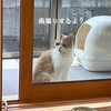 雨田甘夏、真夏です。【猫と梅雨明けと豪雨事情】