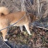 春や明治の匂　柴犬館長とたどる