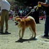 Akita Dog Exhibition (Odate city)