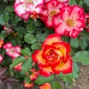 薔薇の名前