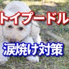 涙やけの犬の治し方はフードと小まめに拭いてあげること