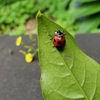 テントウムシがやってきた