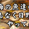 角上魚類が日野に!!