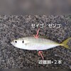 初心者から玄人まで人気の鯵(アジ)！！　アジってどんな魚？