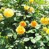 やまぐちフラワーランドの花木風景（27）：山口県柳井市