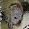 コアラの赤ちゃん誕生（多摩動物園）