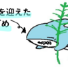 ささざめブログが1周年を迎えました！