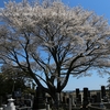 粟野の山桜・・