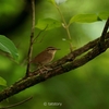 2022.05　ヤブサメ，コサメビタキ＠茨城県 (Asian stubtail, Brown flycatcher)