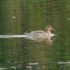 野鳥観察会