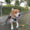 world famous beagle