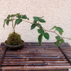 ブラックベリーの苔玉
