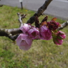 八重桜ようやく開花