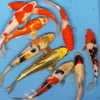 【数量限定】錦鯉Mix （LL) 鯉 色鯉 21〜25cm前後 10匹 ニシキゴイ 生体 川魚 【2点以上5000円以上ご購入で送料無料】