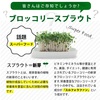 ブロッコリースプラウト サプリメント 肝臓の数値 γ-gtpが下がって効果があるとレビューで高評価