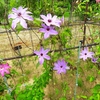 富山県中央植物園を巡る ⑪（富山県富山市）