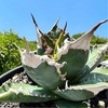 【総額40万円超】2023年5月に買った植物【購入品紹介】