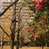 【紅葉】熊本県庁のイチョウ広場