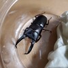 昆虫飼育　ツシマヒラタクワガタ