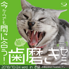 【セミナー】平日夜開催「今からでも間に合う！猫様のための歯磨きゼミ」第2弾のお知らせ