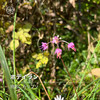 ラッキョウの花