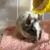 しろごまあん987日目