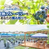 甲山｜2025年6月17日（火）完熟ブルーベリー🫐『甲山ブルーベリーファーム』がシーズンオープンします！