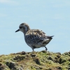 飛び石連休は探鳥三昧（2）