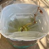 ミニトマトの水栽培③